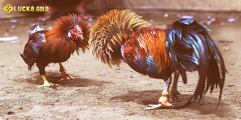 Kinh nghiệm đặt cược đá gà hiệu quả nhất cho tân thủ