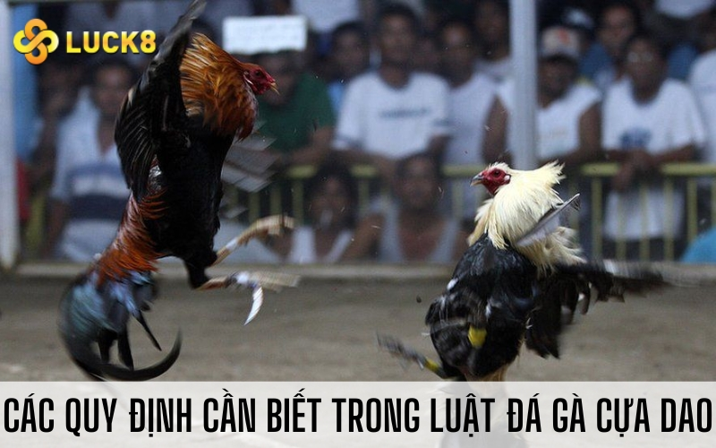 Các quy định cần biết trong luật đá gà cựa dao