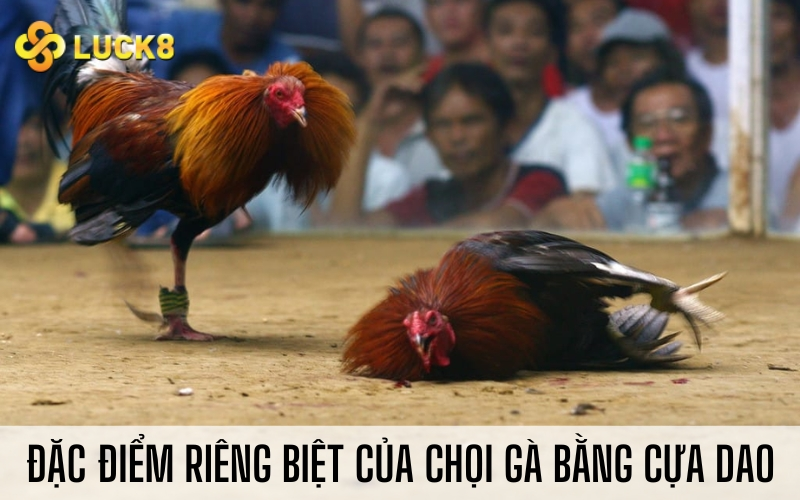 Đặc điểm riêng biệt của chọi gà bằng cựa dao