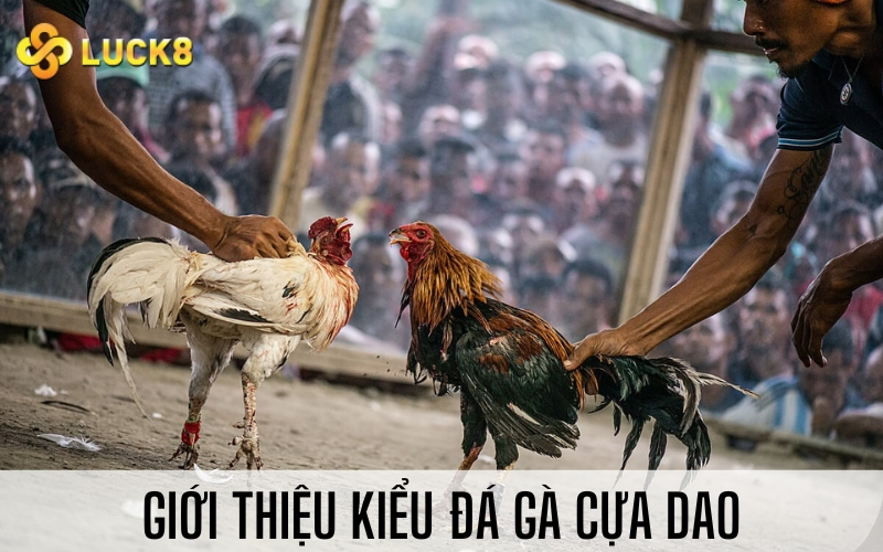Giới thiệu kiểu đá gà cựa dao