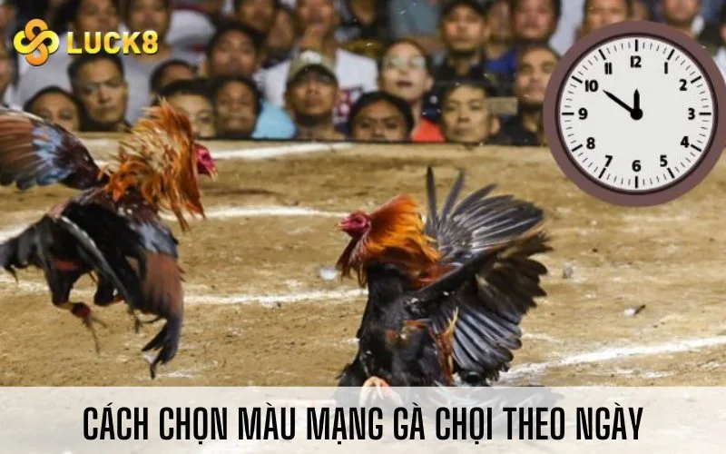 Cách chọn màu mạng gà chọi theo ngày