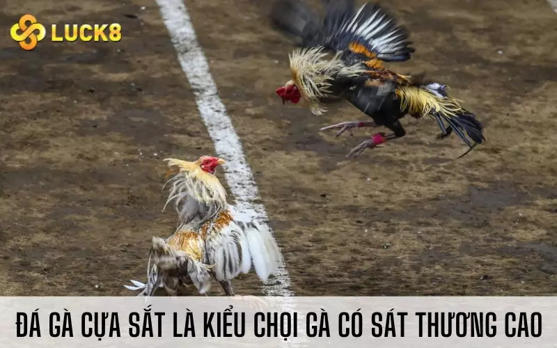Đá gà cựa sắt là kiểu chọi gà có sát thương cao