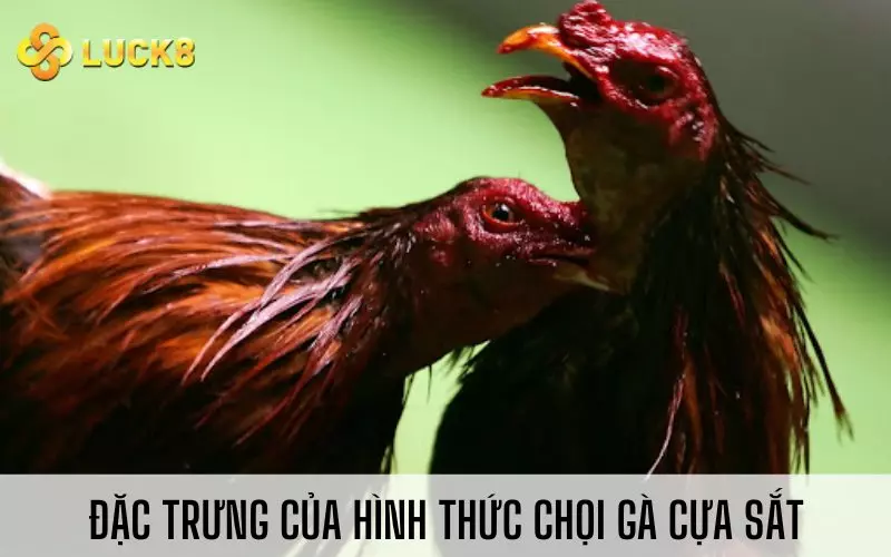 Đặc trưng của hình thức chọi gà cựa sắt