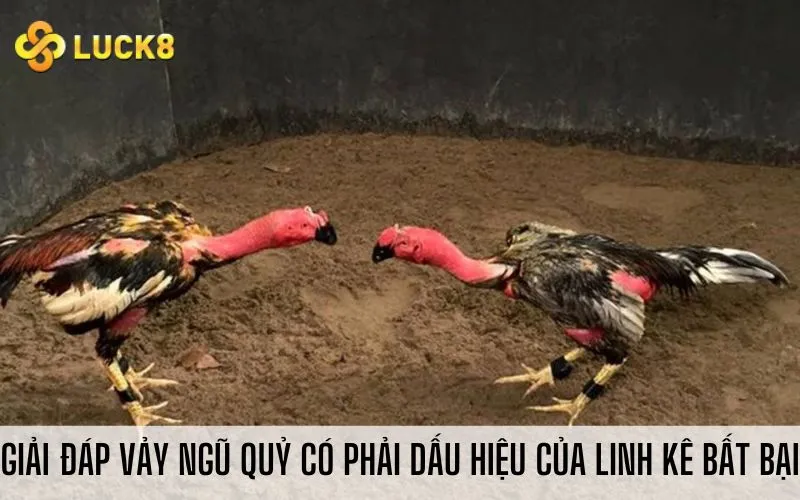 Giải đáp vảy ngũ quỷ có phải dấu hiệu của linh kê bất bại