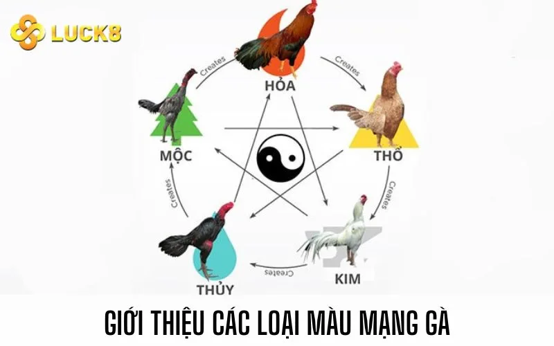 Giới thiệu các loại màu mạng gà