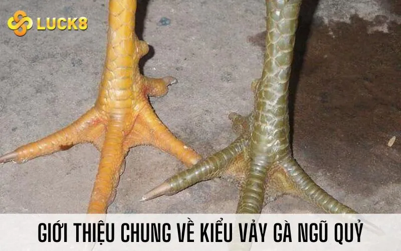 Giới thiệu chung về kiểu vảy gà ngũ quỷ
