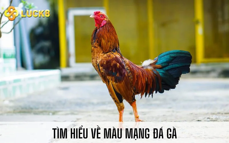 Tìm hiểu về màu mạng đá gà